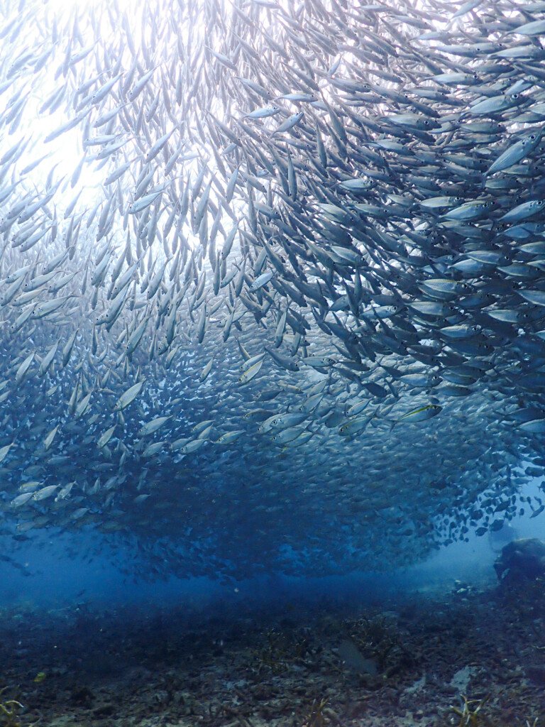 Sail Rock Diving Tour