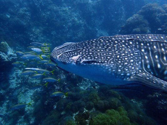 Sail Rock Diving Tour