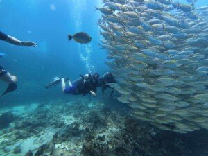 Diver swimming near a school of fish.