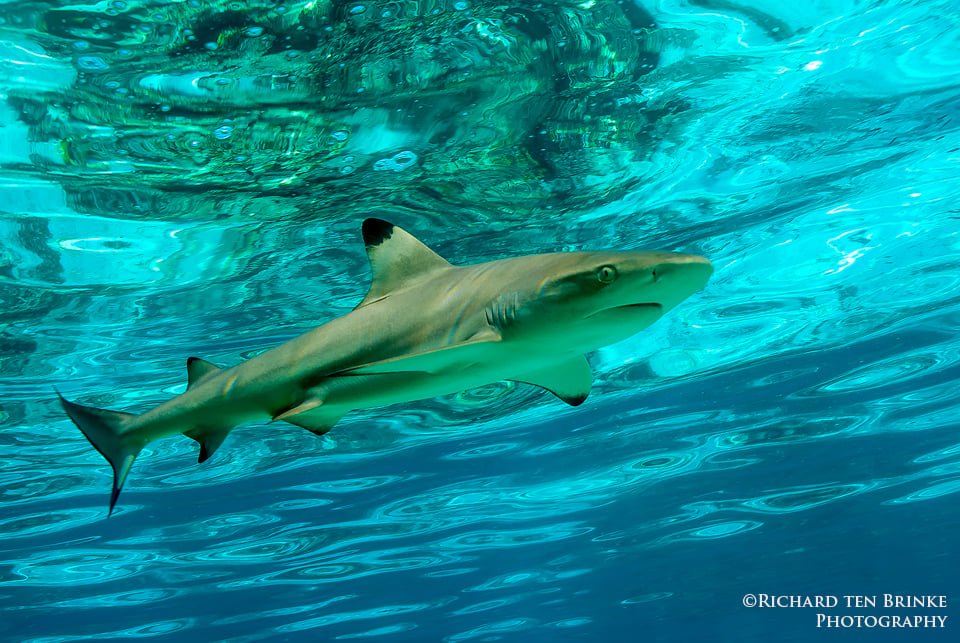 Shark Watch
