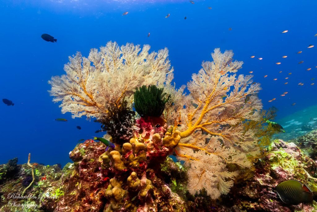 Scuba Diving Koh Tao