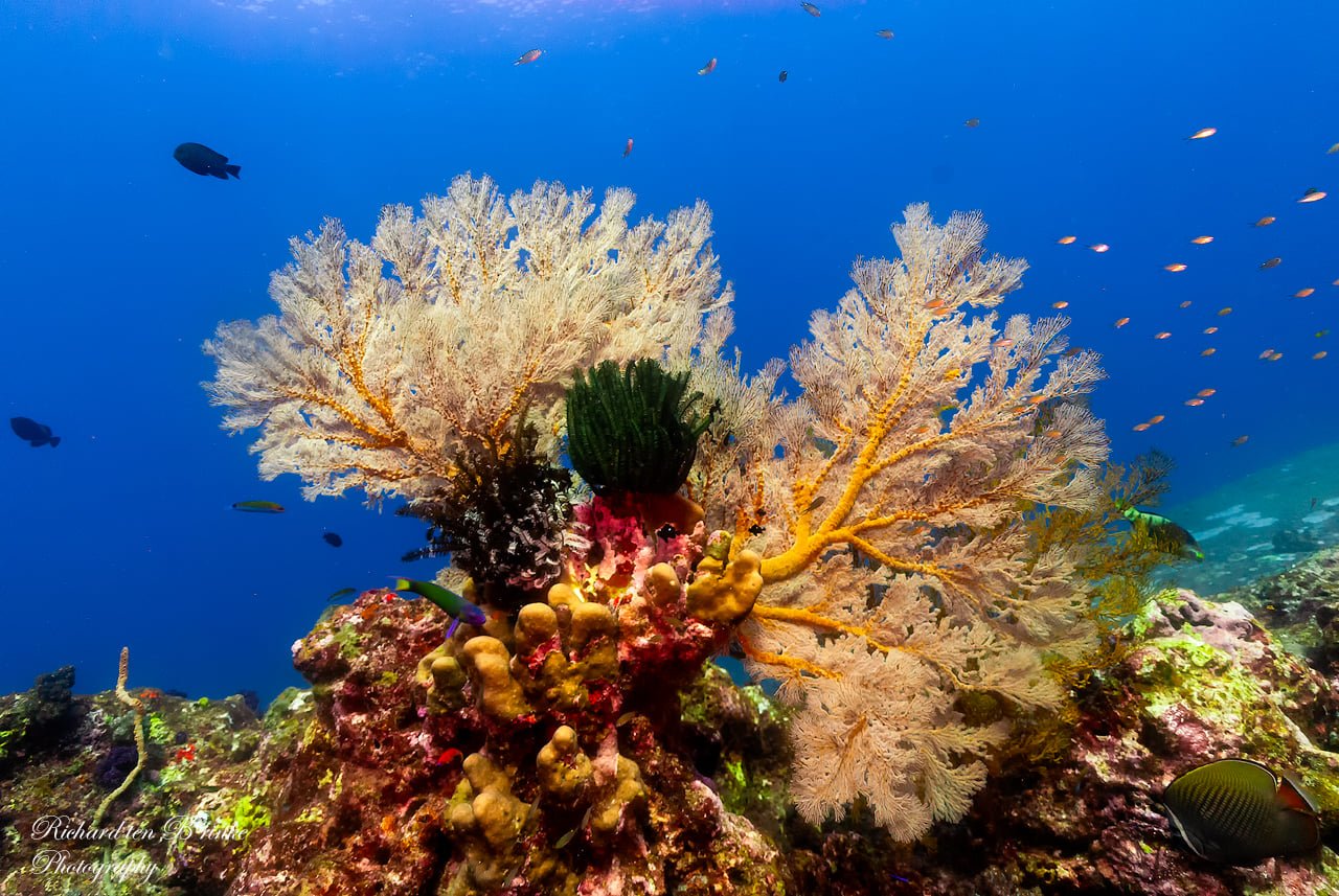 Scuba Diving Koh Tao