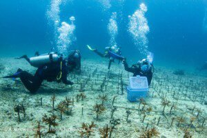 Coral planting 