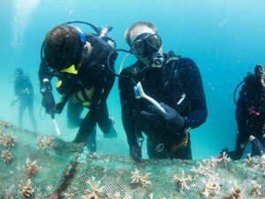 Coral Manitance 