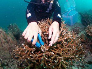 Coral pruning 
