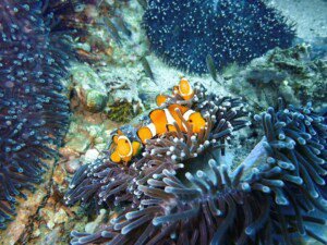 Western Clownfish 