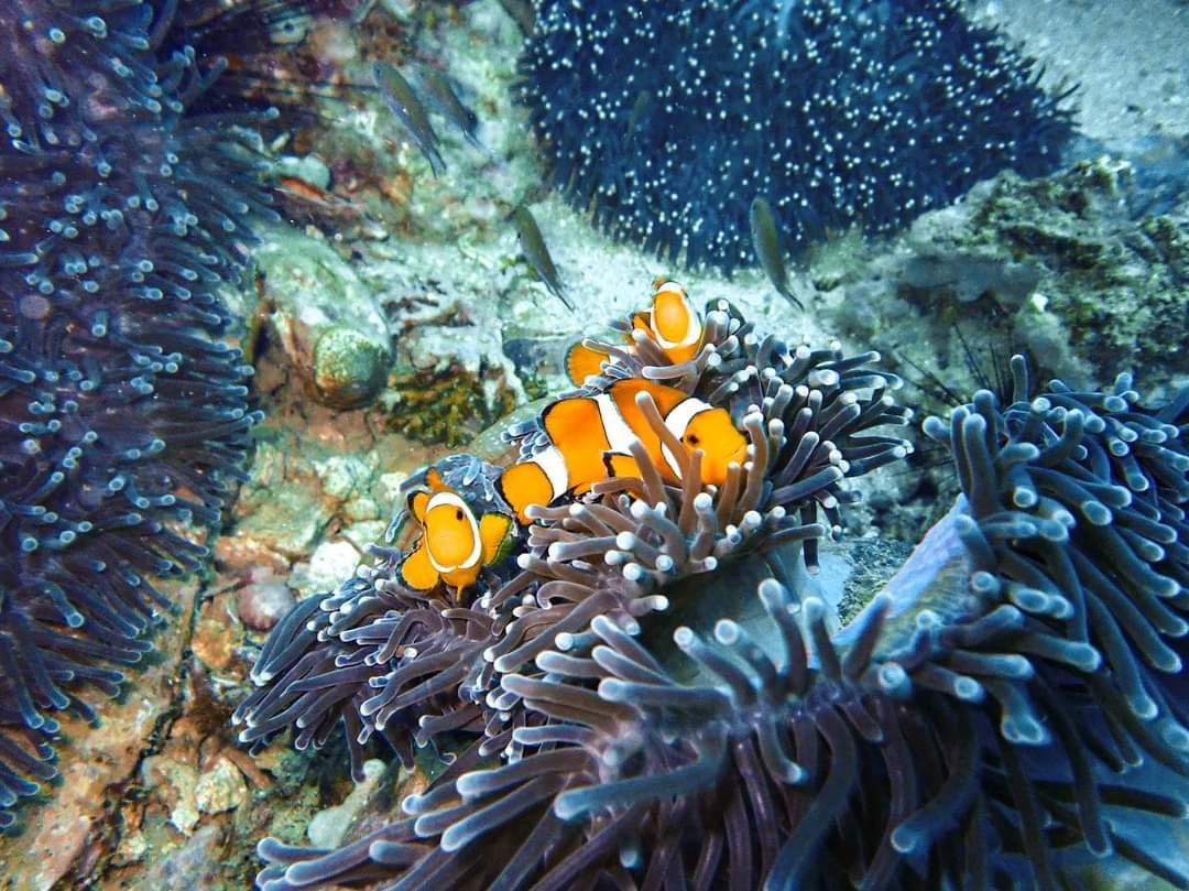 Western Clownfish