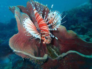 Lionfish