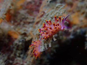 Nudibranch 