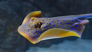 The Fascinating World of Rays