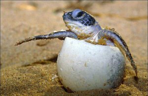 Hawksbill Turtle