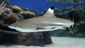 The Black Tip Reef Shark