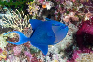 Fascinating World of Triggerfish