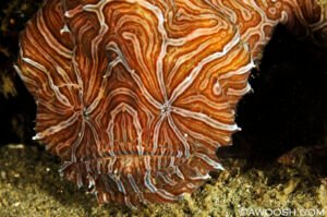 Frogfish