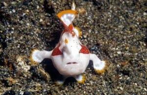 Frogfish