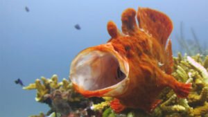 Frogfish