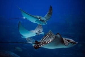 The Fascinating World of Rays