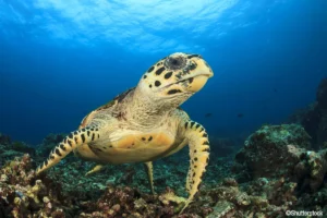 Hawksbill turtle