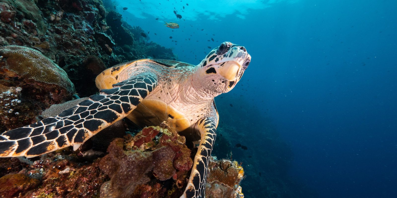 Hawksbill Turtle