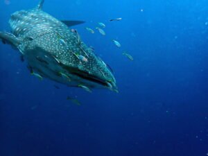 Whale Sharks