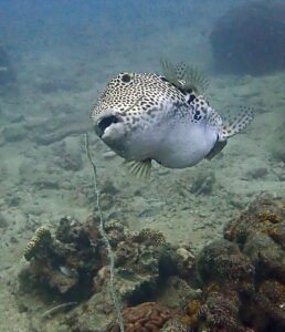 Arothron Mappa Pufferfish