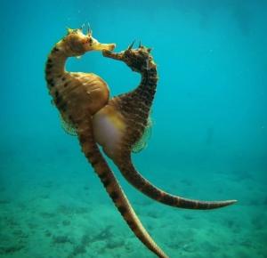 The Enchanting World of Seahorses