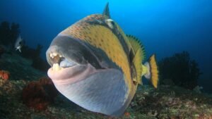 Fascinating World of Triggerfish