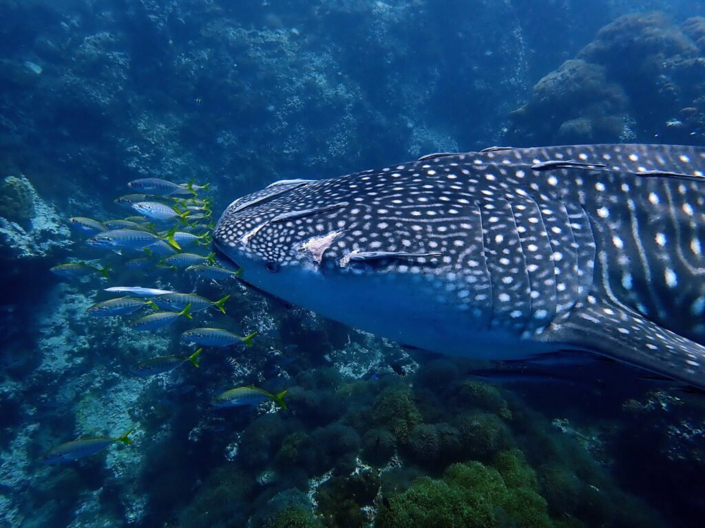 scuba dive Tour to Sail Rock
