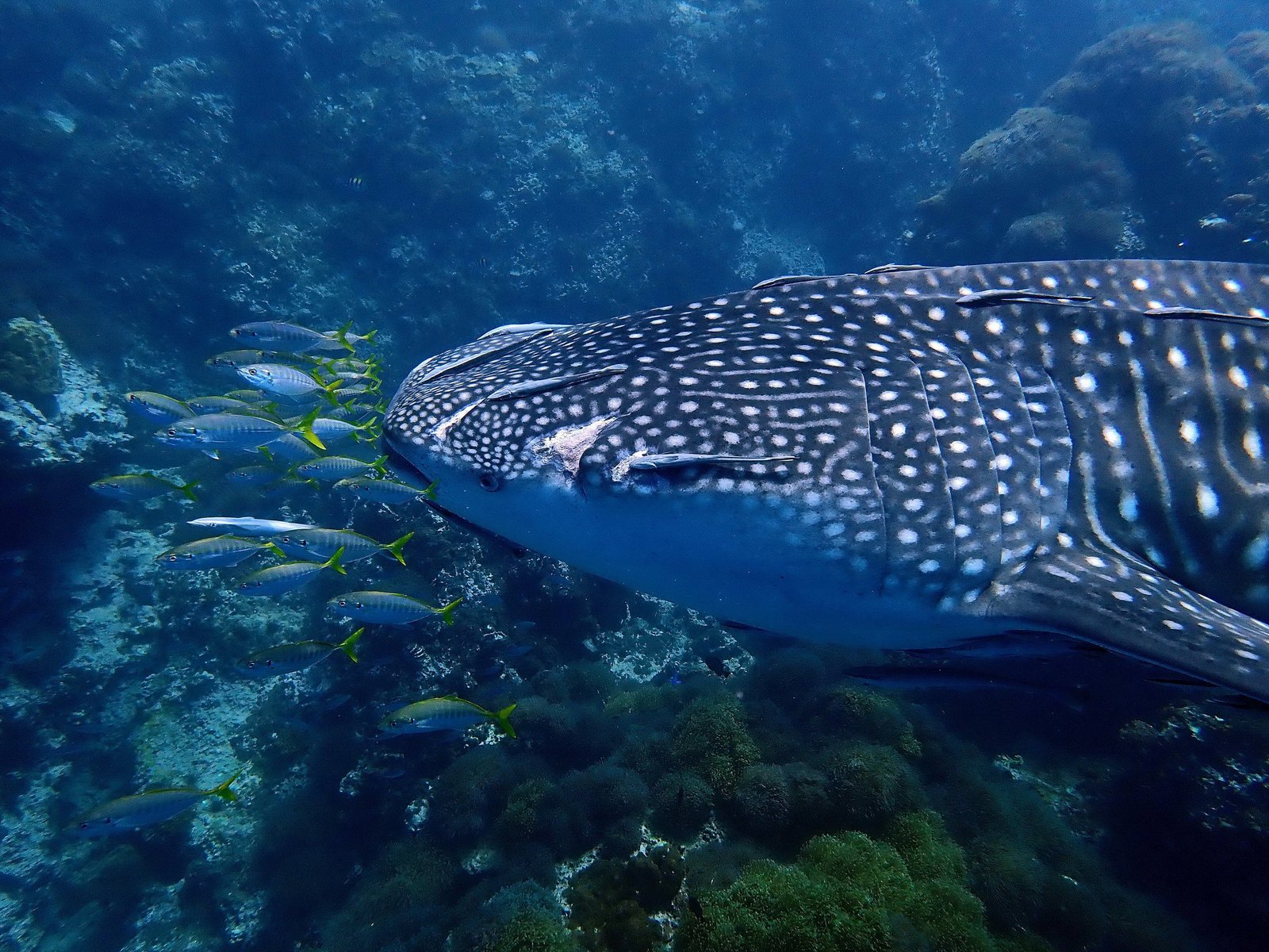 scuba dive Tour to Sail Rock