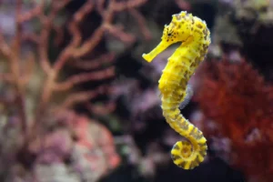 The Enchanting World of Seahorses