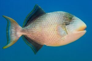 Fascinating World of Triggerfish