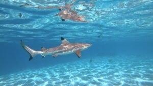 Black Tip Reef Shark