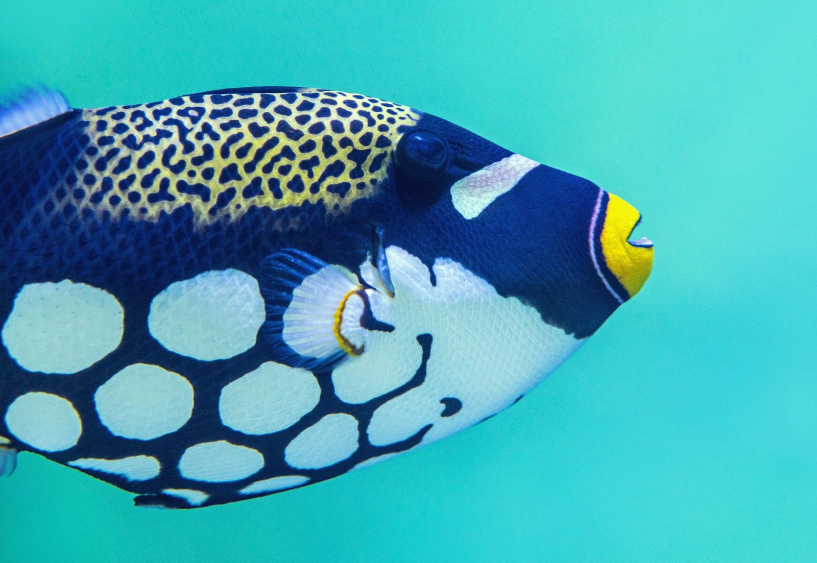 Fascinating World of Triggerfish