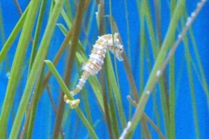 The Enchanting World of Seahorses