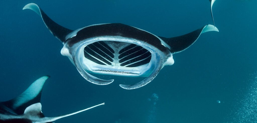 The Fascinating World of Rays