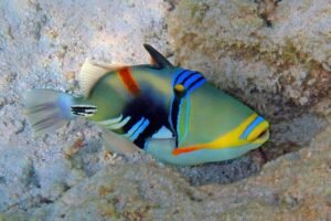 Fascinating World of Triggerfish