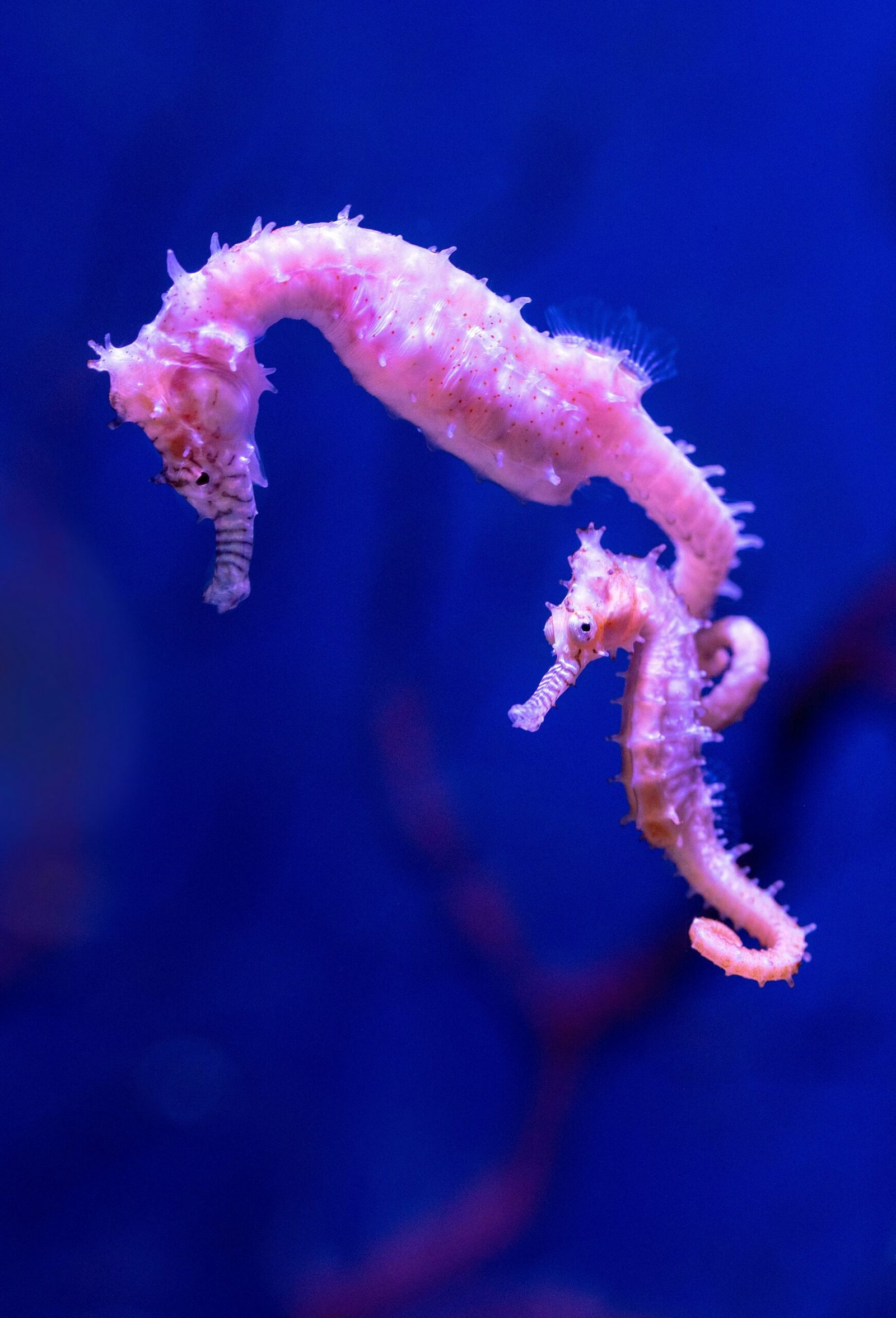 The Enchanting World of Seahorses