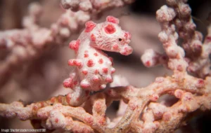 The Enchanting World of Seahorses