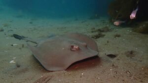 The Fascinating World of Rays