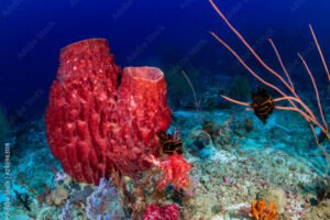 Introduction to Sea Sponges