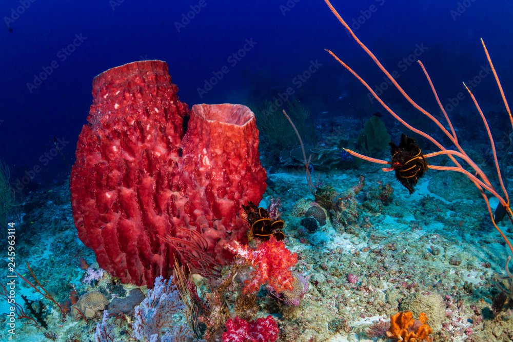 Exploring the Fascinating World of Sea Sponges: Diet, Reproduction, and ...