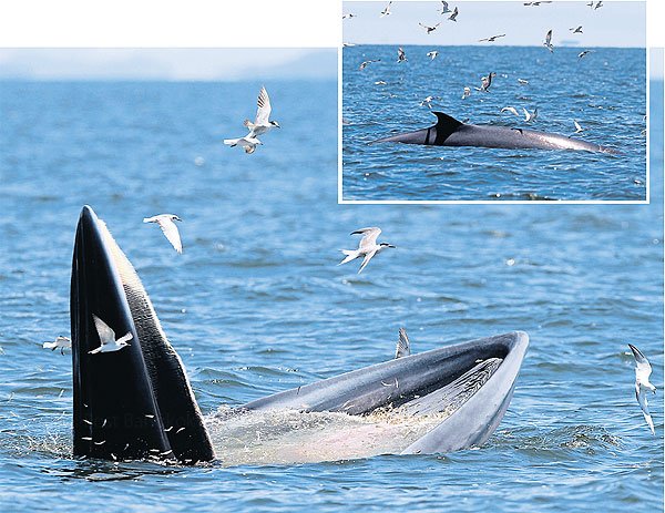 Bryde's Whale