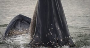 Bryde's Whale