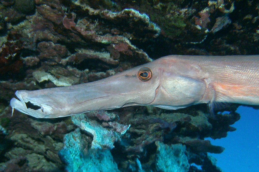 Exploring the Fascinating World of Trumpet Fish