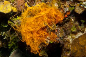 Introduction to Sea Sponges