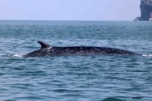 Bryde's Whale