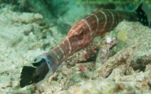 Exploring the Fascinating World of Trumpet Fish