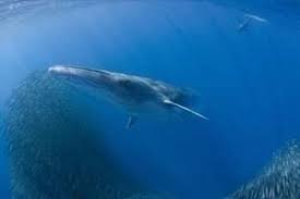 Bryde's Whale