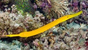 Exploring the Fascinating World of Trumpet Fish