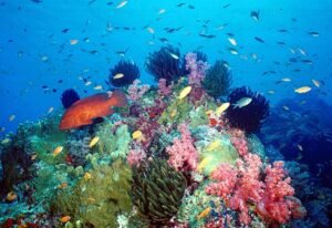 The Vital Role of Coral Reefs in Ocean Health